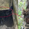 雨樋の鳥の巣トラブルを解決！鳥の巣の撤去方法や注意点、もう作らせないための対策、