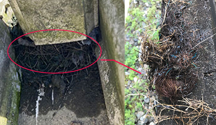 雨樋の鳥の巣トラブルを解決！鳥の巣の撤去方法や注意点、もう作らせないための対策、どんな業者に依頼するかまで解説しています