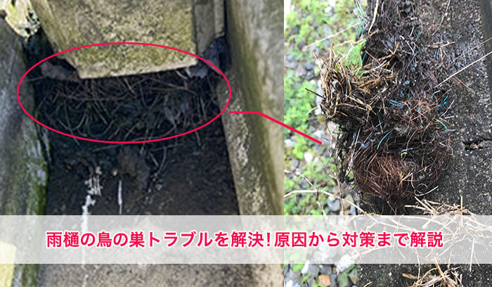 雨樋の鳥の巣トラブルを解決！原因から対策まで解説