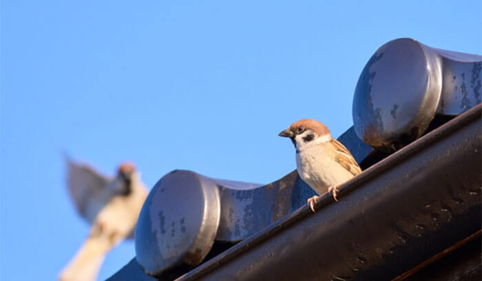 鳥の巣を防げる