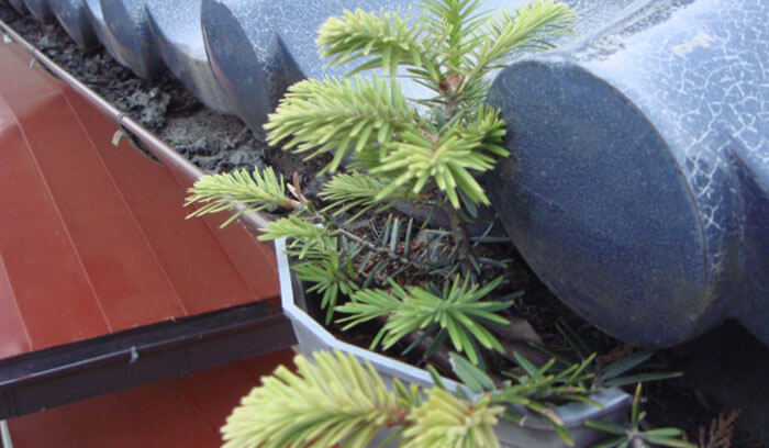枯葉が溜まると雨どいが詰まる仕組み