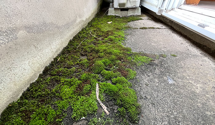 苔（コケ）や植物の繁殖