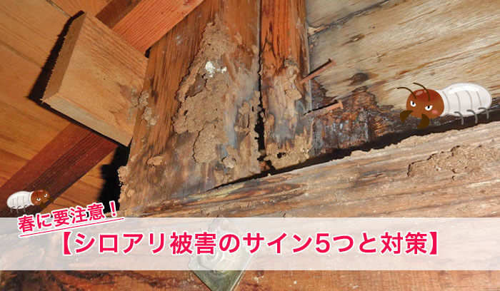 春の羽アリは要注意！｜シロアリ被害の見分け方【5つのサイン】と正しい対策