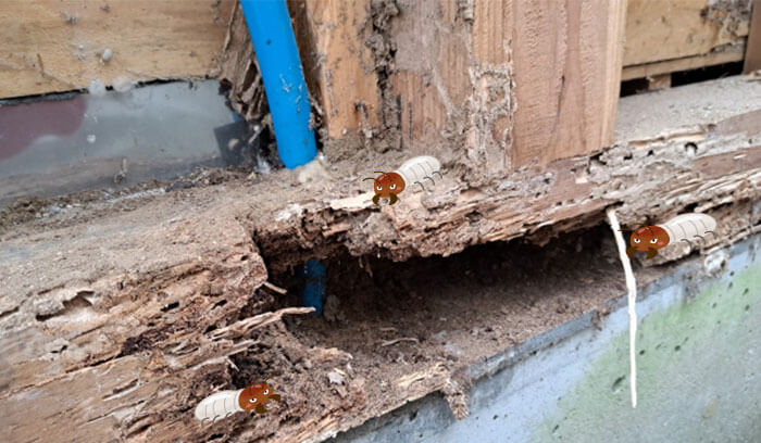 シロアリとは？住宅に与える影響