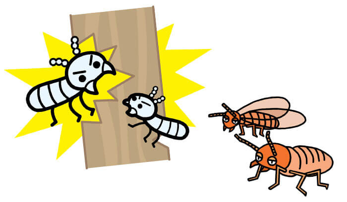 シロアリの種類