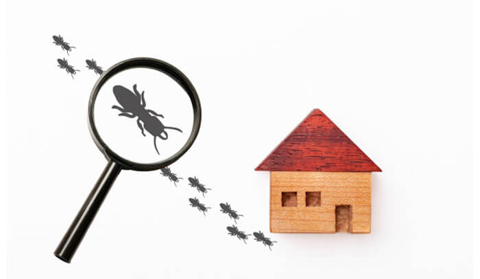 シロアリを放置するとどうなる？