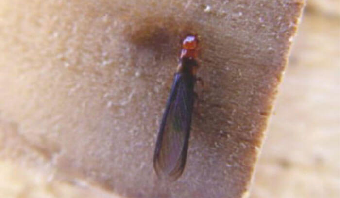 通常相場が通用しないケース｜アメリカカンザイシロアリ