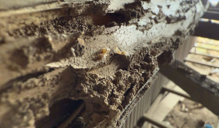 シロアリ駆除の費用を抑えるコツ