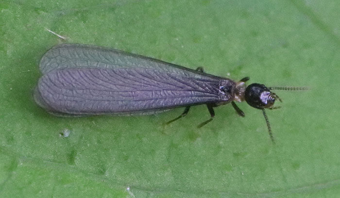 ヤマトシロアリ