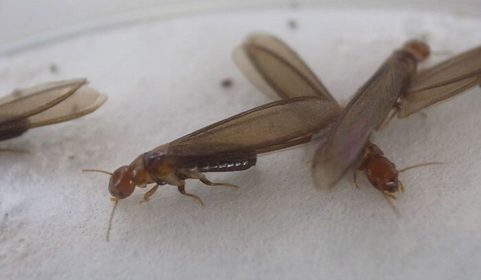 アメリカカンザイシロアリ