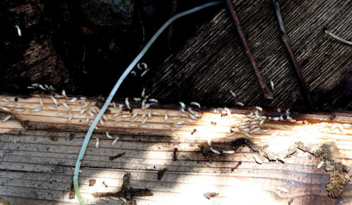 シロアリが発生