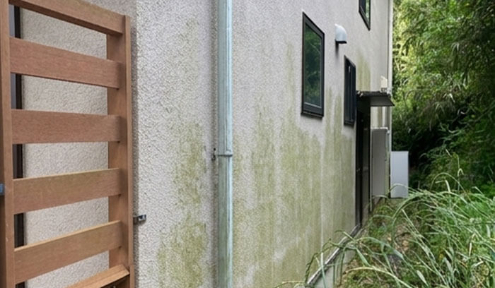 モルタル外壁にコケが付着し緑色になっている