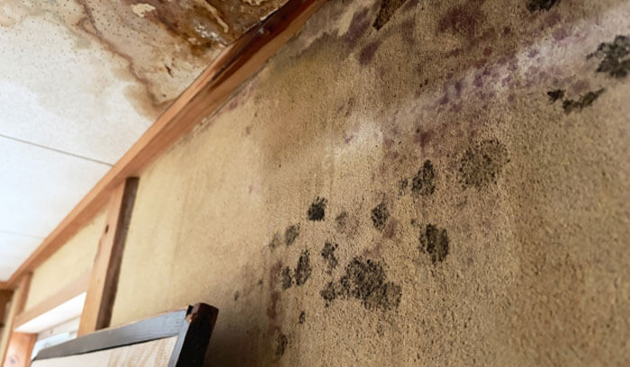 室内の壁にカビが発生している