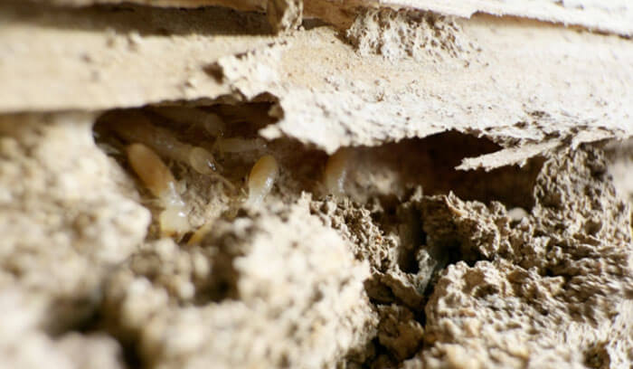 湿った木材に発生した大量のシロアリの様子