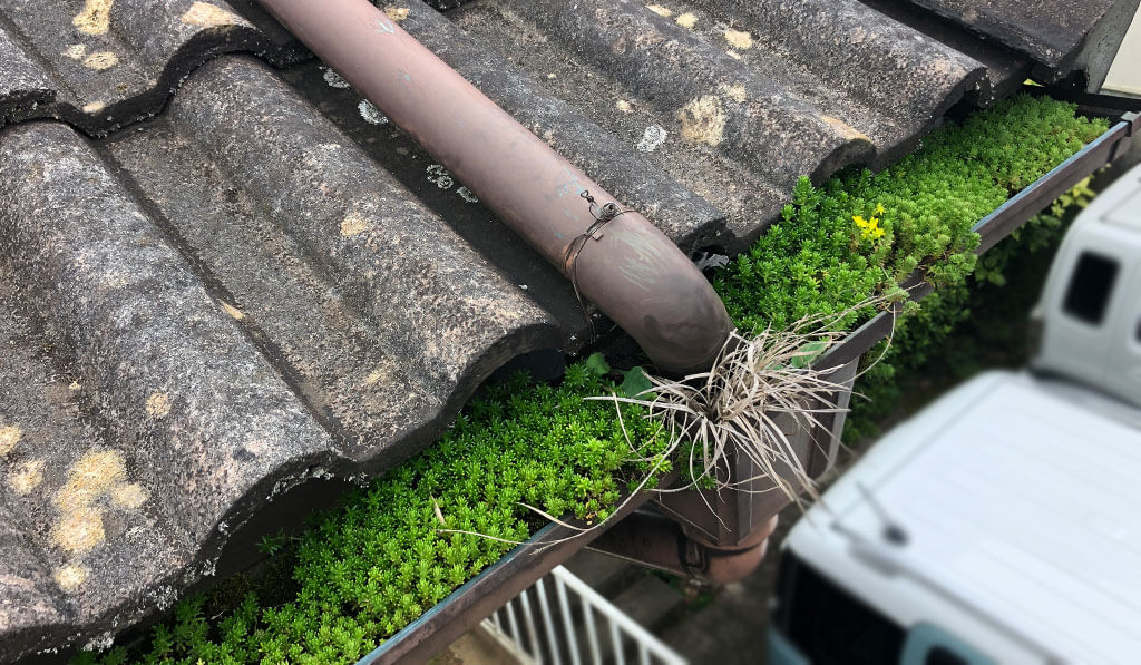 雨どいに草が生えている様子